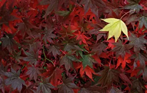 Leaves from a Japanese Maple are seen as they change colour in Autumn at The National Leaves from a Japanese Maple are seen as they change colour in Autumn at The National