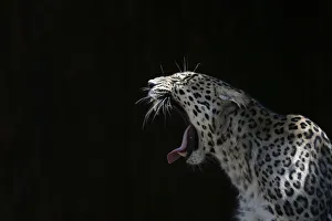 A leopard yawns inside its enclosure at the Madrid Zoo A leopard yawns inside its enclosure at the Madrid Zoo