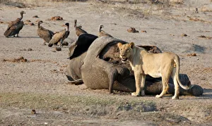 Bulawayo Gallery: A lion is seen approaching an elephant carcass at a watering hole inside Hwange National