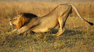 A lion stretches early morning at Nairobis National Park A lion stretches early morning at Nairobis National Park