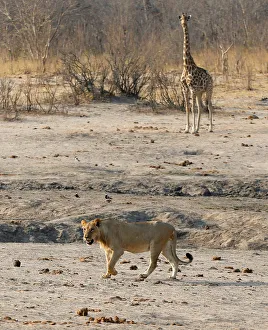 A lion walks past a giraffe at the Hwange National Park A lion walks past a giraffe at the Hwange National Park