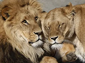 Lions cuddle in their enclosure at the at Hagenbeck Zoo in Hamburg Lions cuddle in their enclosure at the at Hagenbeck Zoo in Hamburg