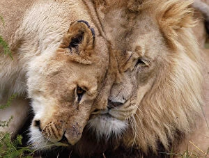 Images Dated 26th April 2010: Two lions are seen at the Lionsrock Big Cat Sanctuary near Bethlehem