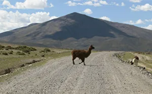 A llama crosses a road near Salinas, between the salt flats of Uyuni and Coipasa A llama crosses a road near Salinas, between the salt flats of Uyuni and Coipasa
