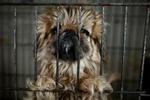 New Gallery: Local-bred Pekingese dog stands in a cage at local animal breeder Zhang Lei in Beijing