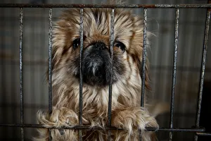 New Gallery: Local-bred Pekingese dog stands in a cage at local animal breeder Zhang Lei in Beijing