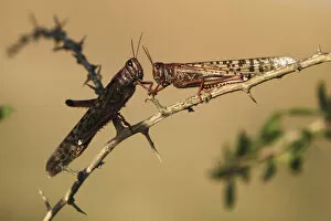 Locusts rest on a branch near Kmehin in Israels Negev desert