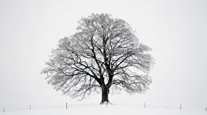 Lone maple tree stands in the central Bohemian town of Votice Lone maple tree stands in the central Bohemian town of Votice