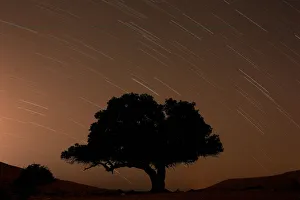 A long exposure shows stars behind a tree during the annual Perseid meteor shower near A long exposure shows stars behind a tree during the annual Perseid meteor shower near