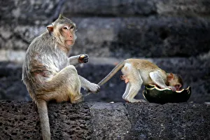 A long-tailed macaque holds its babys tail during the annual Monkey Buffet Festival at A long-tailed macaque holds its babys tail during the annual Monkey Buffet Festival at