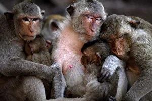 Long-tailed macaques rest after eating at the Pra Prang Sam Yot temple during the annual Long-tailed macaques rest after eating at the Pra Prang Sam Yot temple during the annual
