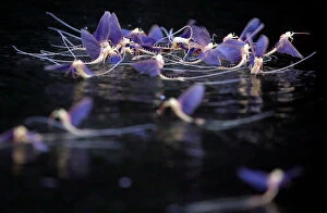 Seasons Gallery: Long-tailed mayflies mate on the surface of the Tisza river near Tiszakurt