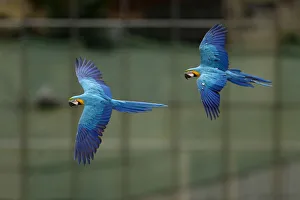 Macaws fly in front of office buildings in Caracas Macaws fly in front of office buildings in Caracas