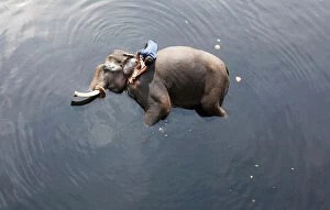 A mahout bathes his elephant in the polluted water of river Yamuna in New Delhi