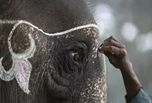 A mahout decorates his elephant using chalk while preparing for the Elephant Festival A mahout decorates his elephant using chalk while preparing for the Elephant Festival