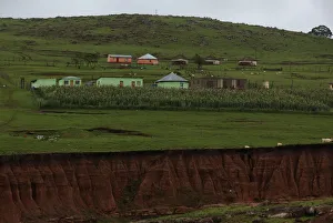 A maize garden is seen on top of eroded soil at a village near Mthatha A maize garden is seen on top of eroded soil at a village near Mthatha