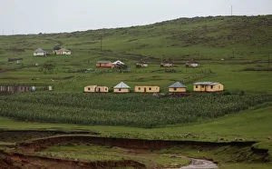 A maize garden is seen below houses at a village near Mthatha A maize garden is seen below houses at a village near Mthatha