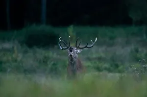 Male deer roars in a field in Republican landscape reserve Nalibokski near the village Male deer roars in a field in Republican landscape reserve Nalibokski near the village