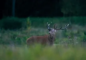 Male deer roars in a field in Republican landscape reserve Nalibokski near the village Male deer roars in a field in Republican landscape reserve Nalibokski near the village
