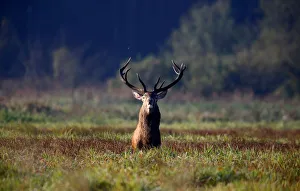 Male deer stands in a field in Republican landscape reserve Nalibotsky near the village Male deer stands in a field in Republican landscape reserve Nalibotsky near the village