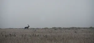 Male deer walks in a field in Republican landscape reserve Nalibokski near the village Male deer walks in a field in Republican landscape reserve Nalibokski near the village