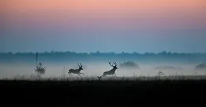 Male deers run in a field in Republican landscape reserve Naliboksky near the village Male deers run in a field in Republican landscape reserve Naliboksky near the village