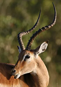 A male Impala antelope is seen on the plains of the Masai Mara game reserve A male Impala antelope is seen on the plains of the Masai Mara game reserve
