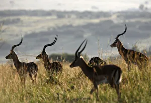 Male Impala antelopes graze on the plains of the Masai Mara game reserve Male Impala antelopes graze on the plains of the Masai Mara game reserve