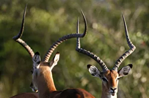Male Impala antelopes sit together on the plains of the Masai Mara game reserve Male Impala antelopes sit together on the plains of the Masai Mara game reserve