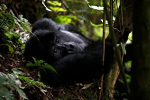 Male mountain gorilla from the Mukiza group is seen at Bwindi National Park near the town Male mountain gorilla from the Mukiza group is seen at Bwindi National Park near the town