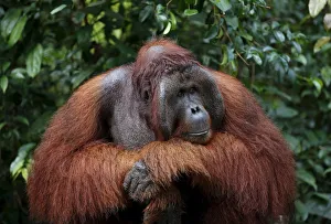 Indonesia Gallery: 