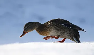 A mallard duck is seen in a lake as the temperature dropped to around minus 23 degrees A mallard duck is seen in a lake as the temperature dropped to around minus 23 degrees