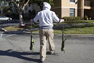 Images Dated 5th January 2018: A man carries two cold stunned iguanas in Lake Worth