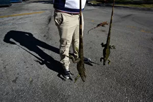 Images Dated 5th January 2018: A man carries two cold stunned iguanas that were found near a local pond due to the