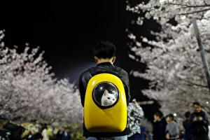 A man carries his pet cat as he walks under the cherry blossoms at Tongji University in A man carries his pet cat as he walks under the cherry blossoms at Tongji University in