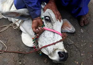 A man controls a bull before a sacrifice slaughter during Eid al-Adha celebrations in A man controls a bull before a sacrifice slaughter during Eid al-Adha celebrations in