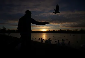 A man feeds birds at the Round Pond in Kensington Gardens during sunrise in London A man feeds birds at the Round Pond in Kensington Gardens during sunrise in London
