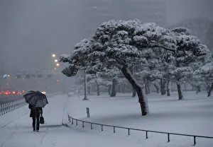A man holding an umbrella makes his way in the heavy snow at the Imperial Palace in Tokyo A man holding an umbrella makes his way in the heavy snow at the Imperial Palace in Tokyo