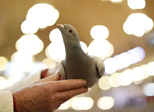 A man holds a pigeon during the British Homing World show of the year at Blackpool's A man holds a pigeon during the British Homing World show of the year at Blackpool's