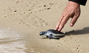 Images Dated 10th August 2010: A man releases a Hawksbill turtle into the sea at the Sea Turtle Conservation Center of