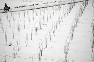 A man rides on his donkey in the snow-covered Middle Atlas region of Morocco near Ifrane A man rides on his donkey in the snow-covered Middle Atlas region of Morocco near Ifrane