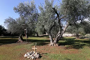 Man is seen harvesting olives near the tomb of fallen Greek World War Two soldiers in Man is seen harvesting olives near the tomb of fallen Greek World War Two soldiers in