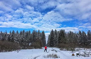 A man skis in Botrange, in the nature reserve of Les Fagnes A man skis in Botrange, in the nature reserve of Les Fagnes