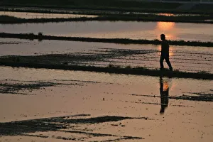 A man walks through a rice paddy field during sunset in Nikaho, northern Japan A man walks through a rice paddy field during sunset in Nikaho, northern Japan