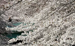 Images Dated 3rd April 2009: A man watches cherry blossoms in bloom at a park in Tokyo