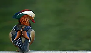 A Mandarin duck is pictured at a park in Santander, Spain A Mandarin duck is pictured at a park in Santander, Spain