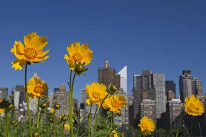 The Manhattan skyline is seen behind weeds and flowers on Roosevelt Island in New York The Manhattan skyline is seen behind weeds and flowers on Roosevelt Island in New York