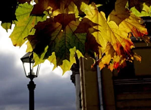 Seasons Gallery: Maple leaves are illuminated by the sun outside the Peter and Paul fortress in St