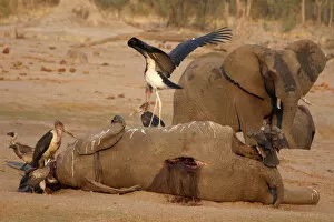A marabou stork stands on an elephant carcass at a watering hole inside Hwange National