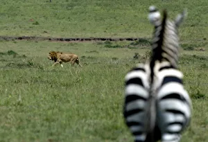 To match feature story ENVIRONMENT-CITES-LIONS To match feature story ENVIRONMENT-CITES-LIONS